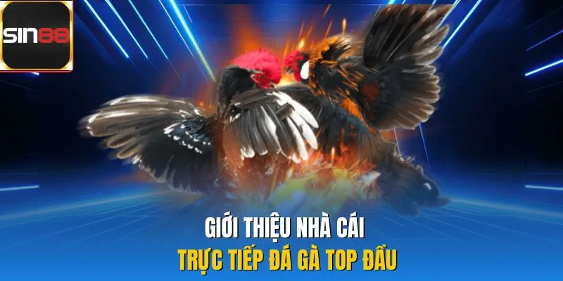 Giới thiệu nhà cái trực tiếp đá gà top đầu